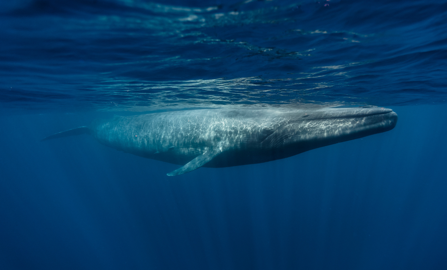 Encuentro científico: El canto de las ballenas azules